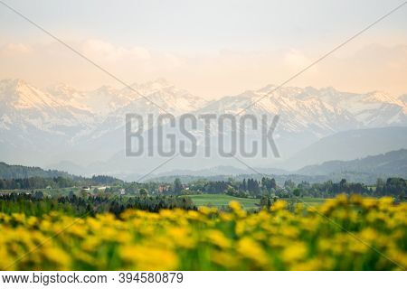 Yellow Flowers Meadow And Beautiful View To Snow Covered Mountains. Evening Sunset Light And Alpengl