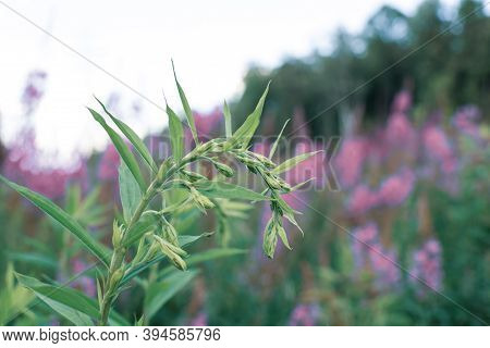 Growing Plant Blooming Sally, Wild Medicinal Herbal Tea Of Willow Plant Or Epilobium. Willow-herb, M