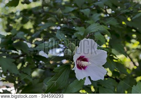 Close Up Single Sweet White And Pink Hibiscus Rosa Sinensis Flowers Blooming On Nature Ornamental Gr