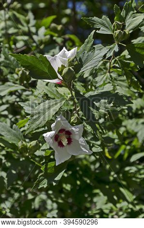 Close Up Single Sweet White And Pink Hibiscus Rosa Sinensis Flowers Blooming On Nature Ornamental Gr