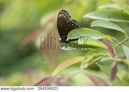 Malayan Eggfly (hypolimnas Anomala) Butterfly Rest On A Leaf