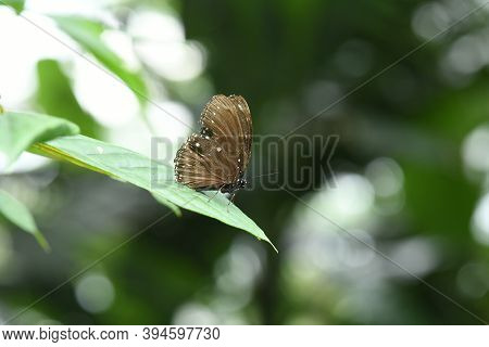 Malayan Eggfly (hypolimnas Anomala) Butterfly With Tattered Wings Is Resting On A Leaf