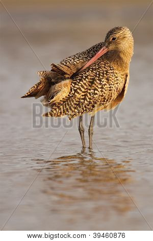 Marmoreret Godwit Preening