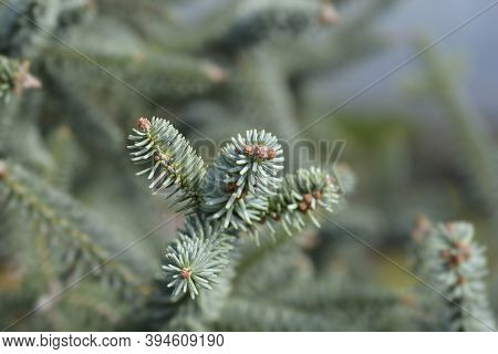 Blue Spanish Fir Branch - Latin Name - Abies Pinsapo Glauca