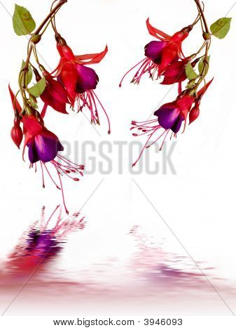 Fuschsia