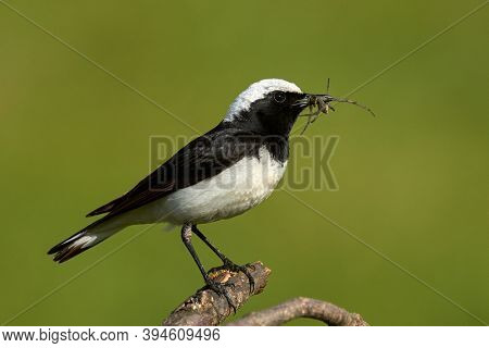 The pied wheatear (Oenanthe pleschanka) in natural habitat 