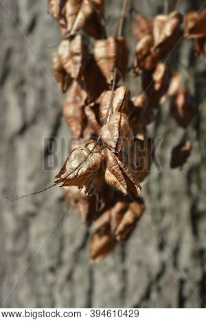 Golden Rain Tree Branch With Seed Pods - Latin Name - Koelreuteria Paniculata