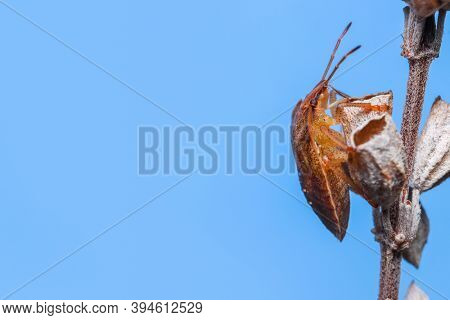 Brown marmorated stink bug on a plant with blue sky background