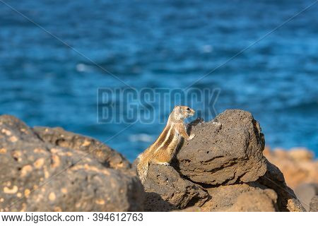 Cute Little African Ground Squirrel On A Background Of Stones In Fuerteventura, Spain.