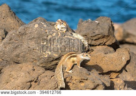 Cute Little African Ground Squirrel On A Background Of Stones In Fuerteventura, Spain.