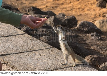 Cute Little African Ground Squirrel On A Background Of Stones In Fuerteventura, Spain.