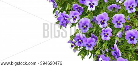 Beautiful Spring Or Summer Floral Border - Purple Violets Or Pancy Flowers Close Up On White Backgro