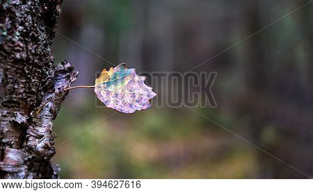 Autumn Landscape. A Lonely Aspen Leaf On A Tree In October.
