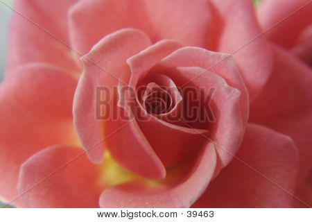 Rosa Rose