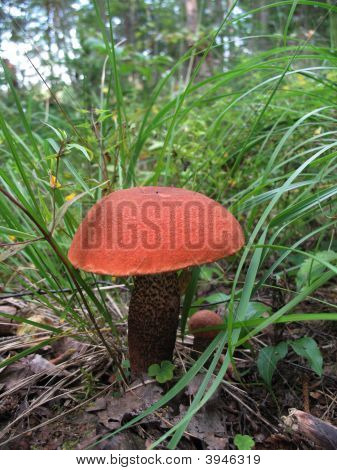 Mushroms ในป่า 2