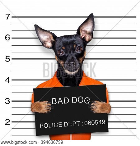 Prague Ratter Or Praguer Rattler Dog Holding A Police Department Banner , As A Mugshot Photo, At Pol