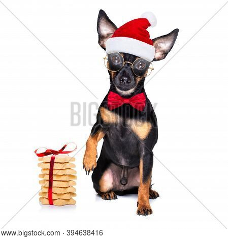 Christmas Prague Ratter , Prager Rattler Santa Claus  Dog Cokies For   Holiday ,isolated On White Ba