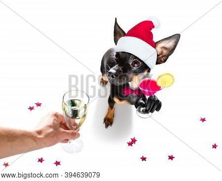 Pregue Ratter , Praguer Rattler Dog Celebrating New Years Eve With Owner And Champagne  Glass Or Coc