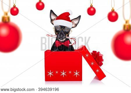Christmas Prague Ratter , Prager Rattler Santa Claus  Dog With Present  Holiday Gift Box ,isolated O