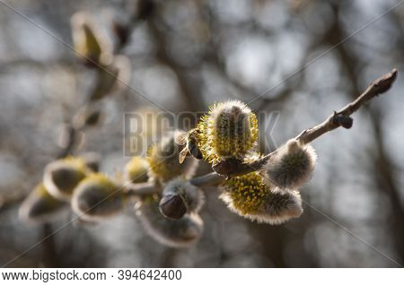 Yellow Willow Spring Flowers On A Close-up Branch