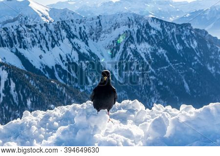 Crow Standing On Deep Snow In Winter With Mountain Backgrounds. Yellow-billed Chough. Alpine Chough.