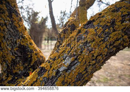 Yellow Lichen On Tree Dry Branches. Closeup, Blur Nature Background.