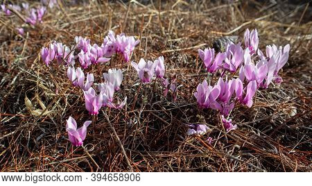 Pink Cyclamen Spring Flowers. Close Up, Dry Grass Background.