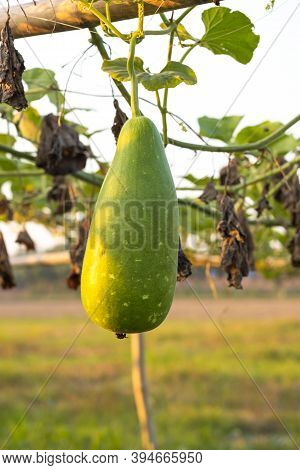 Green Organic Bottle Gourds Hanging In Bamboo And Net Rig On A Sunny Day