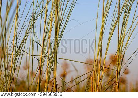 Green Catkin Grass Beside The River Under The Autumn Blue Sunny Sky