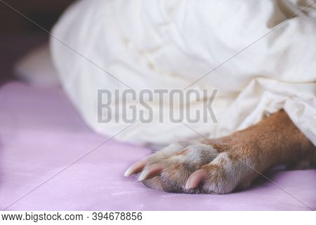 Dog Lying On The Bed With Paw Sticking Out Of Blanket. Dog Best Friend And Family Member Shares Time