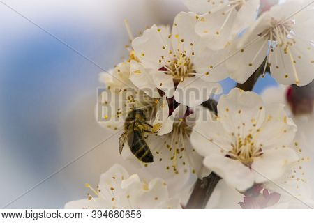 A Bee Sits On One Of The Flowers From A Flowering Tree
