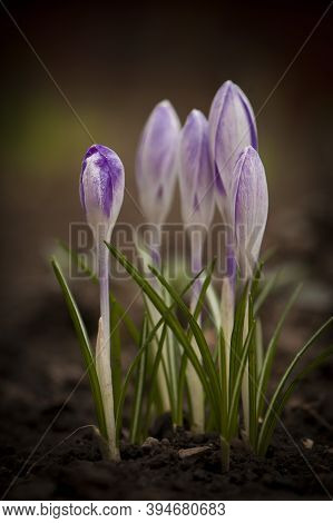 Blooming Blue Crocuses Crocus Veluchensis In The High Mountains In Early Spring. Spring Background. 