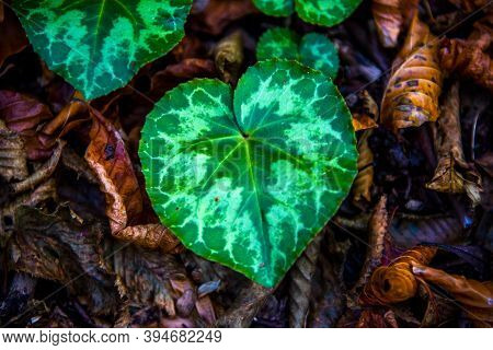 Close Up Of Cyclamen Purpurascens In The Mountains Around Valdagno, Vicenza, Italy