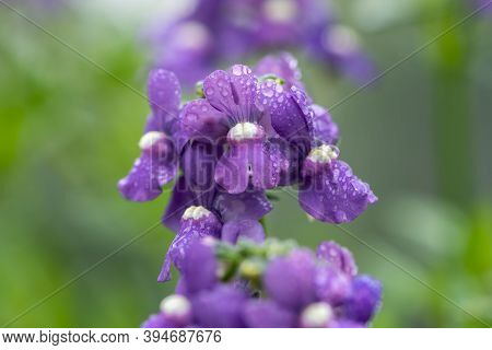 Purple Nemesia Flowers
