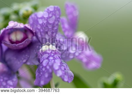 Purple Nemesia Flowers