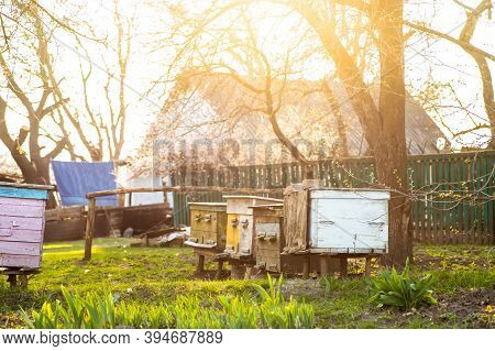 Old Wooden Hives On Apiary Under Cherry Tree. Hives Bloom Ingesday In Spring. Flowering Cherry With 