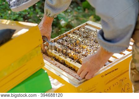 Beekeeper Supervises The Production Of Honey In Bee Bee. Visible Wooden Bee Frames. Frames Are Cover