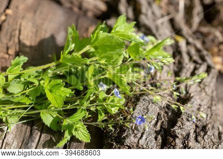 Veronica Persica, Birdeye Speedwell, Common Field-speedwell, Birds-eye, Or Winter Speedwell On Woode