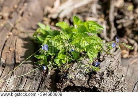 Veronica Persica, Birdeye Speedwell, Common Field-speedwell, Birds-eye, Or Winter Speedwell On Woode