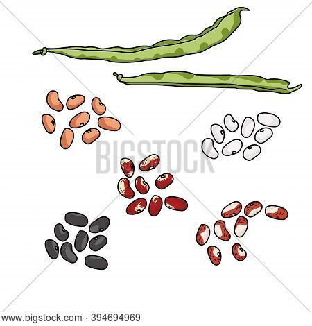 Green Haricot Bean Pods And Seed Variants Of Various Varieties And Colors, Dark And Light Beans, Leg