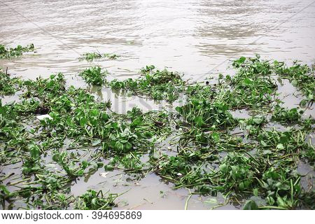 Water Hyacinth Cover A River To Show Wastrel On Water
