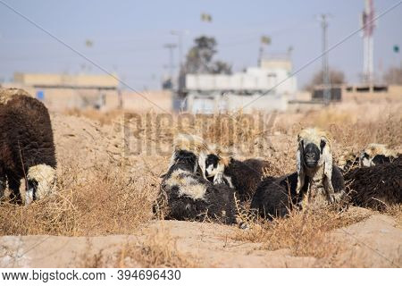 Sheep And Goat Are Sleeping On Dry Grass Dry-land Farm Outdoors Landscape Photo