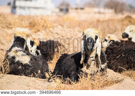 Sheep And Goat Are Sleeping On Dry Grass Dry-land Farm Outdoors Landscape Photo