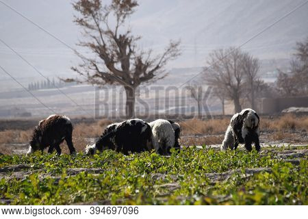 Sheep And Goat Flock On Grass Land Feeding Eating Green Grass Outdoors Landscape
