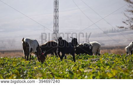 Domestic Animals Sheep And Goats Are On Grass Land Eating Vegetable Plant And Grass Outdoors Travel 