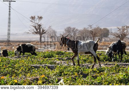 Domestic Animal Goat Are On Grass Land Eating Vegetable Plant And Grass Outdoors Travel In Quetta Ba