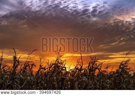 Near Autumn Harvest, Stalks In A Cornfield Are Silhouetted By A Colorful Indiana Sunset Sky.