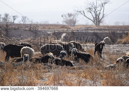 Sheep And Goat Are Sleeping On Dry Grass Dry-land Farm Outdoors Landscape Photo