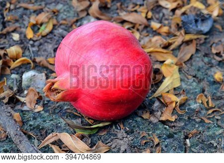 Red Big Pomegranat On The Ground In Autumn Garden