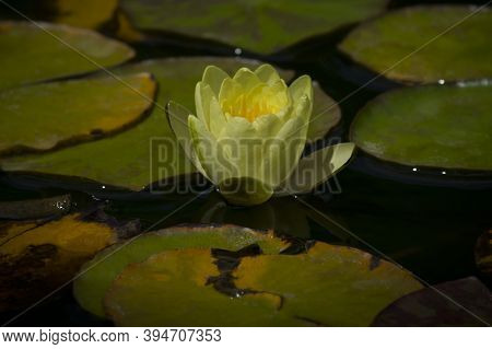 Bright Yellow Lotus Flower On Water Close Up